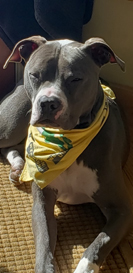 Giuseppe the pitbull